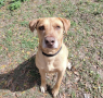 Shelter dog of the week: Duke